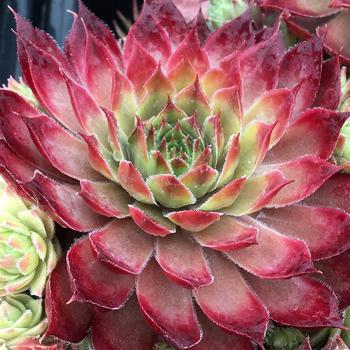 Sempervivum (Hen and Chicks) - Chick Charms&reg; Butterscotch Baby&trade;