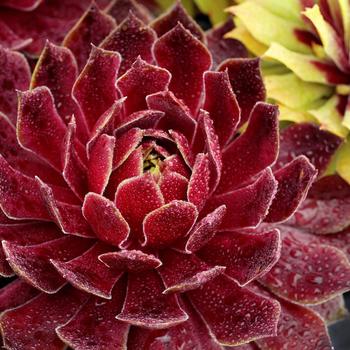 Sempervivum (Hen and Chicks) - Chick Charms&reg; Candied Apple&trade;