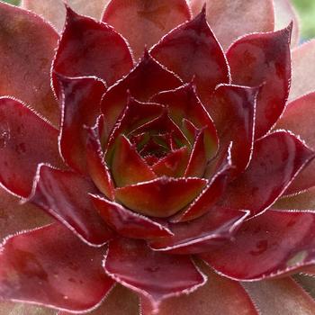 Sempervivum (Hen and Chicks) - Chick Charms® Cherries Jubilee&trade;