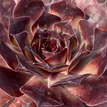 Sempervivum (Hen and Chicks) - Chick Charms&reg; Choco Latte&trade;