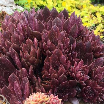 Sempervivum (Hen and Chicks) - Chick Charms&reg; Chocolate Kiss&trade;