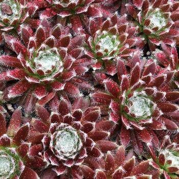 Sempervivum (Hens and Chicks) - Chick Charms&reg; Cosmic Candy&trade;