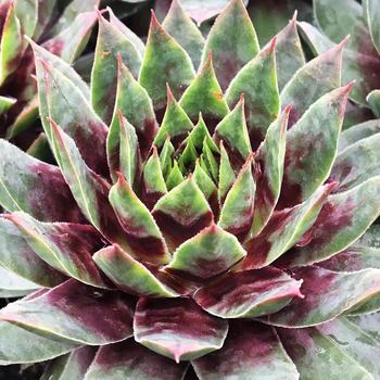 Sempervivum (Hens and Chicks) - Chick Charms&reg; Cranberry Cocktail&trade;