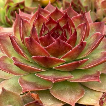 Sempervivum (Hen and Chicks) - Chick Charms&reg; 'Giant Copper Canyon'