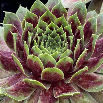 Sempervivum (Hen and Chicks) - Chick Charms&reg; 'Giant Emerald Explosion'