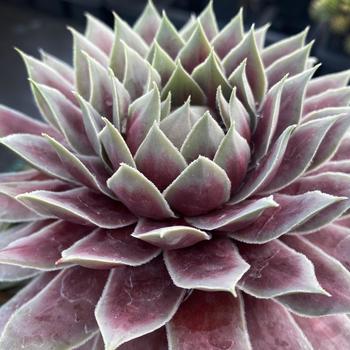Sempervivum (Hen and Chicks) - Chick Charms&reg; 'Giant Glacier Blue'