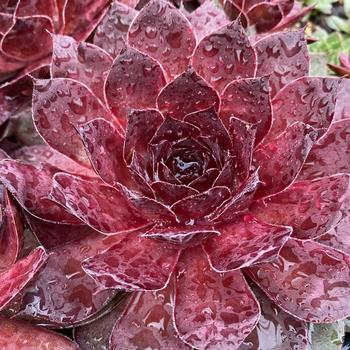 Sempervivum (Hen and Chicks) - Chick Charms&reg; 'Giant Maroon Mountain'