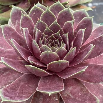 Sempervivum (Hen and Chicks) - Chick Charms&reg; 'Giant Pink Sapphire'