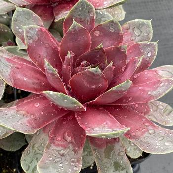 Sempervivum (Hen and Chicks) - Chick Charms&reg; 'Giant Steel Appeal'