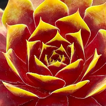Sempervivum (Hen and Chicks) - Chick Charms&reg; Gold Crown&trade;