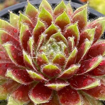 Sempervivum (Hen and Chicks) - Chick Charms&reg; Gold Dust&trade;
