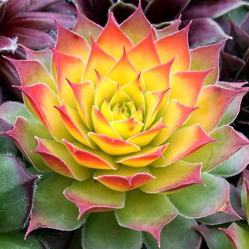 Sempervivum (Hen and Chicks) - Chick Charms&reg; Gold Nugget&trade;