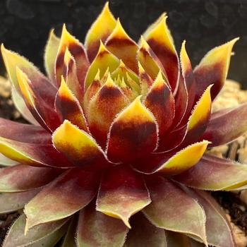 Sempervivum (Hen and Chicks) - Chick Charms&reg; Gold Rush&trade;