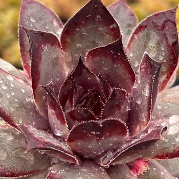 Sempervivum (Hen and Chicks) - Chick Charms&reg; Grape Galaxy&trade;