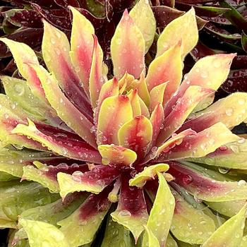 Sempervivum (Hen and Chicks) - Chick Charms&reg; Lemon Waves&trade;