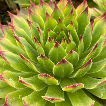 Sempervivum (Hen and Chicks) - Chick Charms&reg; Mint Chocolate Chip&trade;