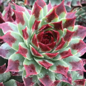 Sempervivum (Hen and Chicks) - Chick Charms&reg; Mint Marvel&trade;