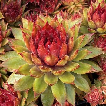 Sempervivum (Hen and Chicks) - Chick Charms&reg; Pineapple Paradise&trade;