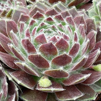 Sempervivum (Hen and Chicks) - Chick Charms&reg; Powdered Pastry&trade;