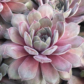Sempervivum (Hen and Chicks) - Chick Charms&reg; Silver Suede&trade;