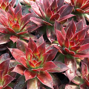 Sempervivum (Hen and Chicks) - Chick Charms&reg; Strawberry Kiwi&trade;