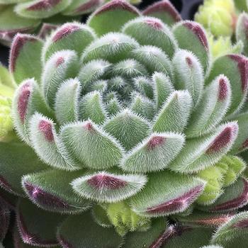 Sempervivum (Hen and Chicks) - Chick Charms&reg; Sugar Shimmer&trade;