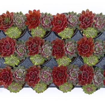 Sempervivum (Hen and Chicks) - Chick Charms&reg; Trio-Berries and Cream&trade;