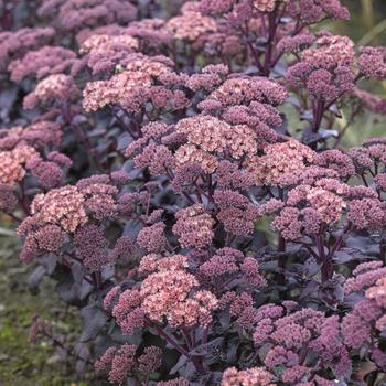 Sedum (Stonecrop) - Mojave Jewels&trade; 'Diamond'