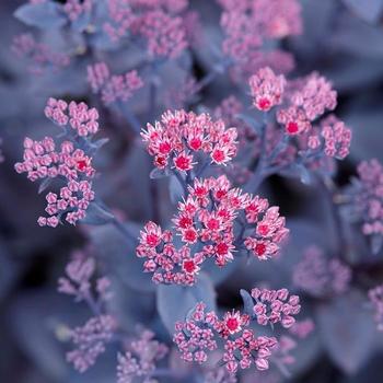 Sedum - Mojave Jewels&trade; 'Ruby'