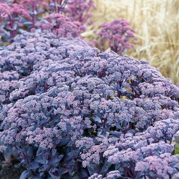 Sedum (Stonecrop) - Mojave Jewels&trade; 'Sapphire'
