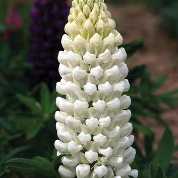 Lupinus polyphyllus (Lupine) - Westcountry&trade; 'Polar Princess'