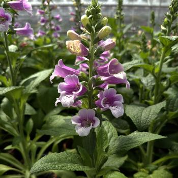 Digitalis purpurea (Foxglove) - 'Dalmatian Rose'