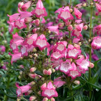 Penstemon (Beardtongue) - Harlequin&trade; Pink