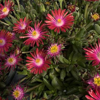 Delosperma (Ice Plant) - Jewel of Desert 'Garnet'