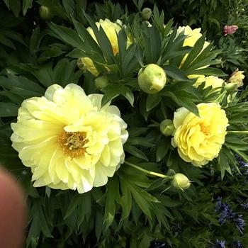 Paeonia - 'Bartzella' Itoh Peony