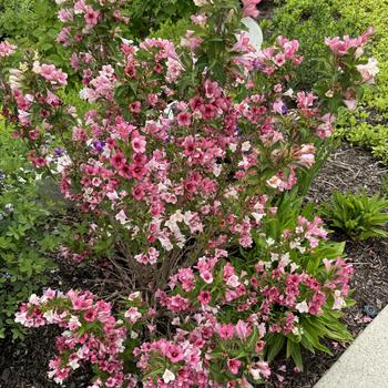 Weigela florida - Czechmark Trilogy&reg;