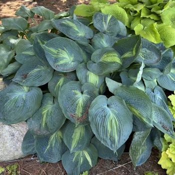Hosta - Shadowland&reg; 'Hudson Bay'