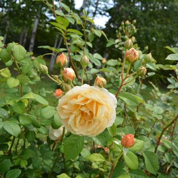Rosa - 'Charles Darwin' Shrub Rose