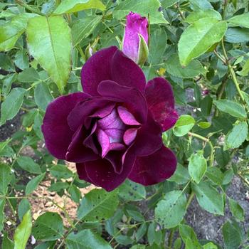 Rosa - 'Burgundy Iceberg&trade;' Shrub Rose