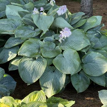 Hosta (Plantain Lily, Hosta) - Shadowland&reg; 'Empress Wu'