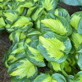 Hosta (Hosta, Plantain Lily) - Shadowland&reg; 'Etched Glass'