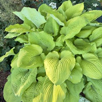 Hosta (Hosta, Plantain Lily) - Shadowland&reg; 'Coast to Coast'