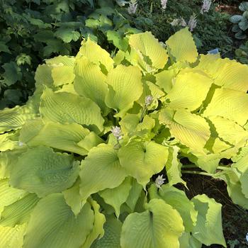 Hosta (Hosta, Plantain Lily) - Shadowland&reg; 'Echo the Sun'