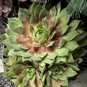 Sempervivum (Hen and Chicks) - Chick Charms&reg; 'Giant Gold Mine'