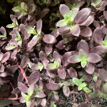 Sedum (Stonecrop) - Sunsparkler&reg; 'Firecracker'