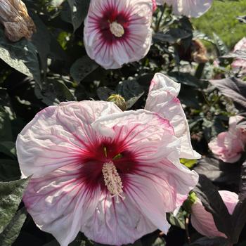 Hibiscus (Rose Mallow) - Summerific&reg; 'Cherry Choco Latte'