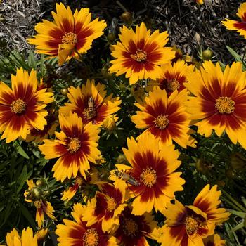 Coreopsis (Tickseed) - UpTick&trade; 'Gold & Bronze'