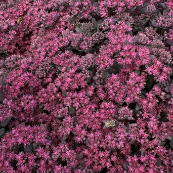 Sedum (Stonecrop) - Sunsparkler&reg; 'Dazzleberry'