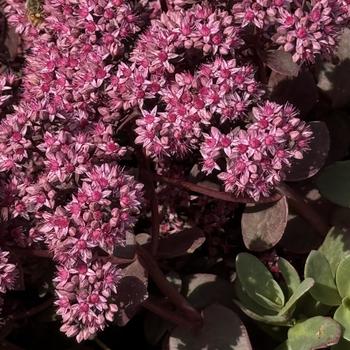Sedum (Stonecrop) - Sunsparkler&reg; 'Cherry Tart'