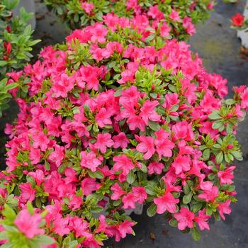 Rhododendron - Perfecto Mundo Fuchsia Carpet&reg; Azalea